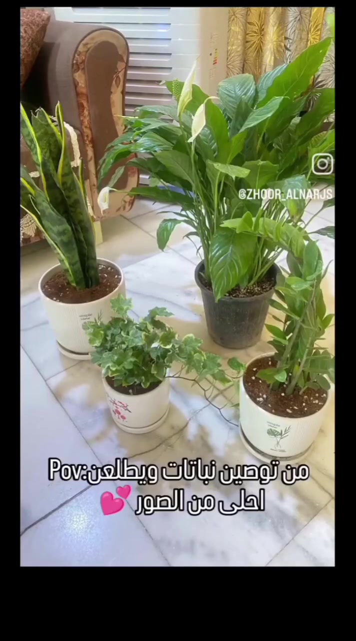 وهل للحياة لون وطعم لو لا وجود 
الطبيعة 🌿✨
 #نباتات #مشتل_زهور_النرجس #نباتاتي #ترند #اكسبلور


**إذا كنت صاحب هذا الإعلان وتريد حذفه لأي سبب، رجاءا أرسل رسالة إلى الدعم الفني**