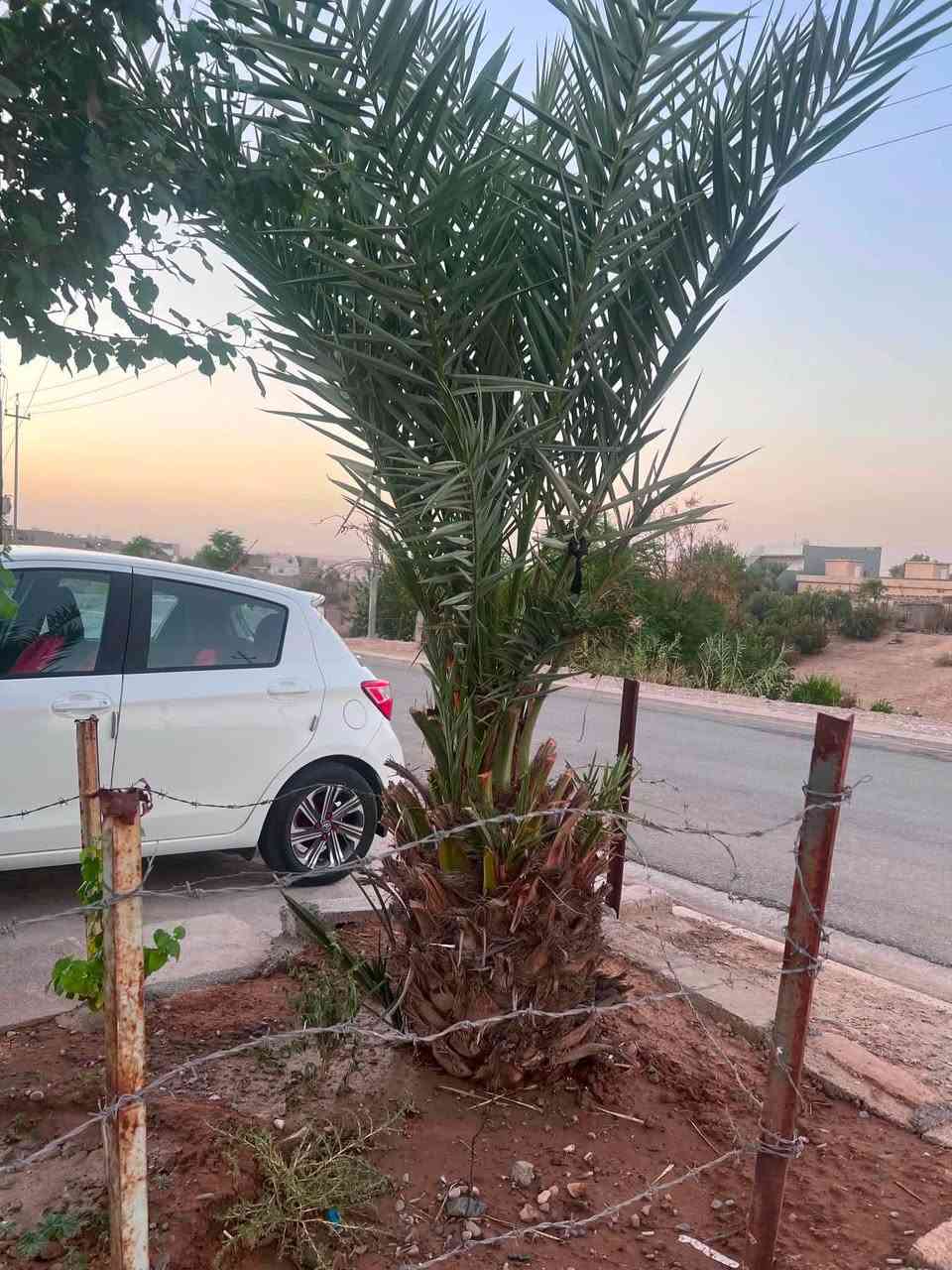 فول فول امريكي  مواسةفات  لة هةوليرم  بي سبوغة كةمك تةزرةي هةية *********** أربيل, العراق

