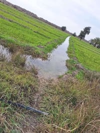 كاع زراعي • ١٥٠ دونم • بئرين