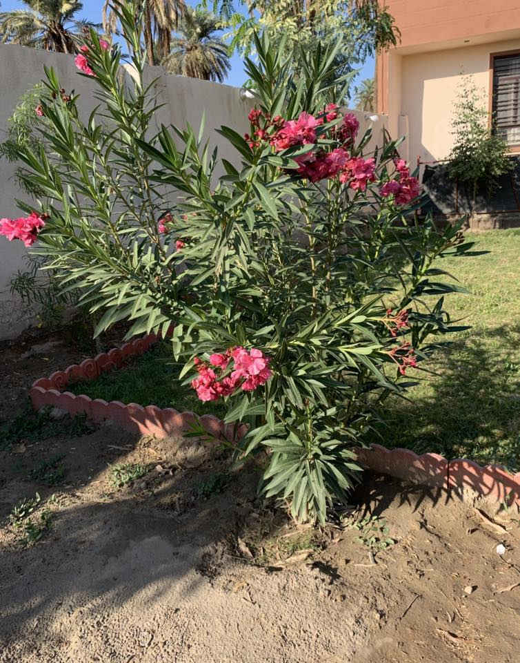 للبيع قطعه ارض مساحتها 800 م مشيد عليها ثلاث دور متوفر ماء وكهرباء ومجاري باقي فقط التبليط في شارع سيد محمد مقابيل جزيره بغداد السياحيه ملك صرف زراعي  من صاحب السندللاستفسار الاتصال على الرقم ***********
