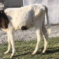 حوليات • حلال • غنم • مواشي • حوليات فول • حوليات للبيع