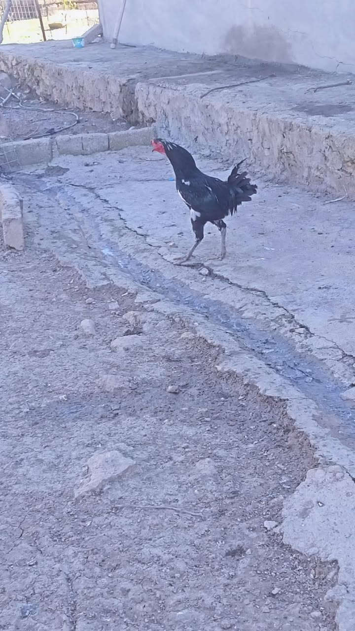 متااح طبقة بيض بوطاني
***********
من هذا الحلال👇
