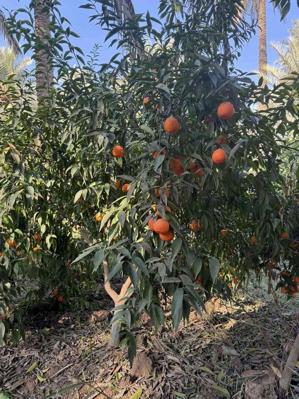 اخوان سبع دوانم للبيع
معاها نص دونم عل شط بي بيت مباشرتن عل سدة في منطقه الراشديه

طابو ملك صرف *********** الاستفسار عل هذة الرقم
