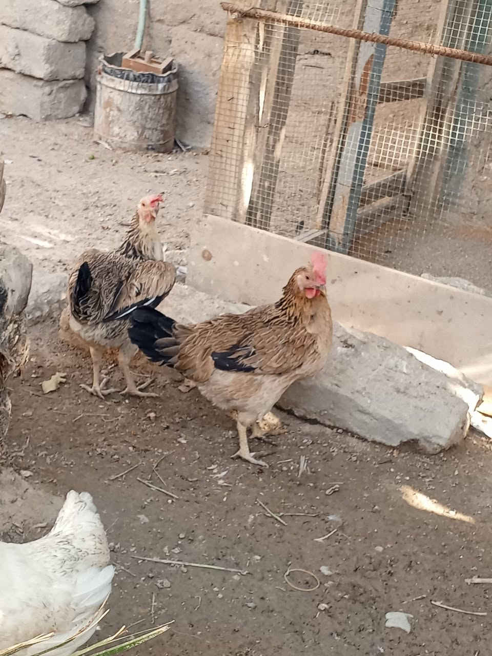 ٤دجاجات وديج مكاني قضاء المدينه تريد تشوف صور الباقيات بل خاص مامصورهن


**إذا كنت صاحب هذا الإعلان وتريد حذفه لأي سبب، رجاءا أرسل رسالة إلى الدعم الفني**