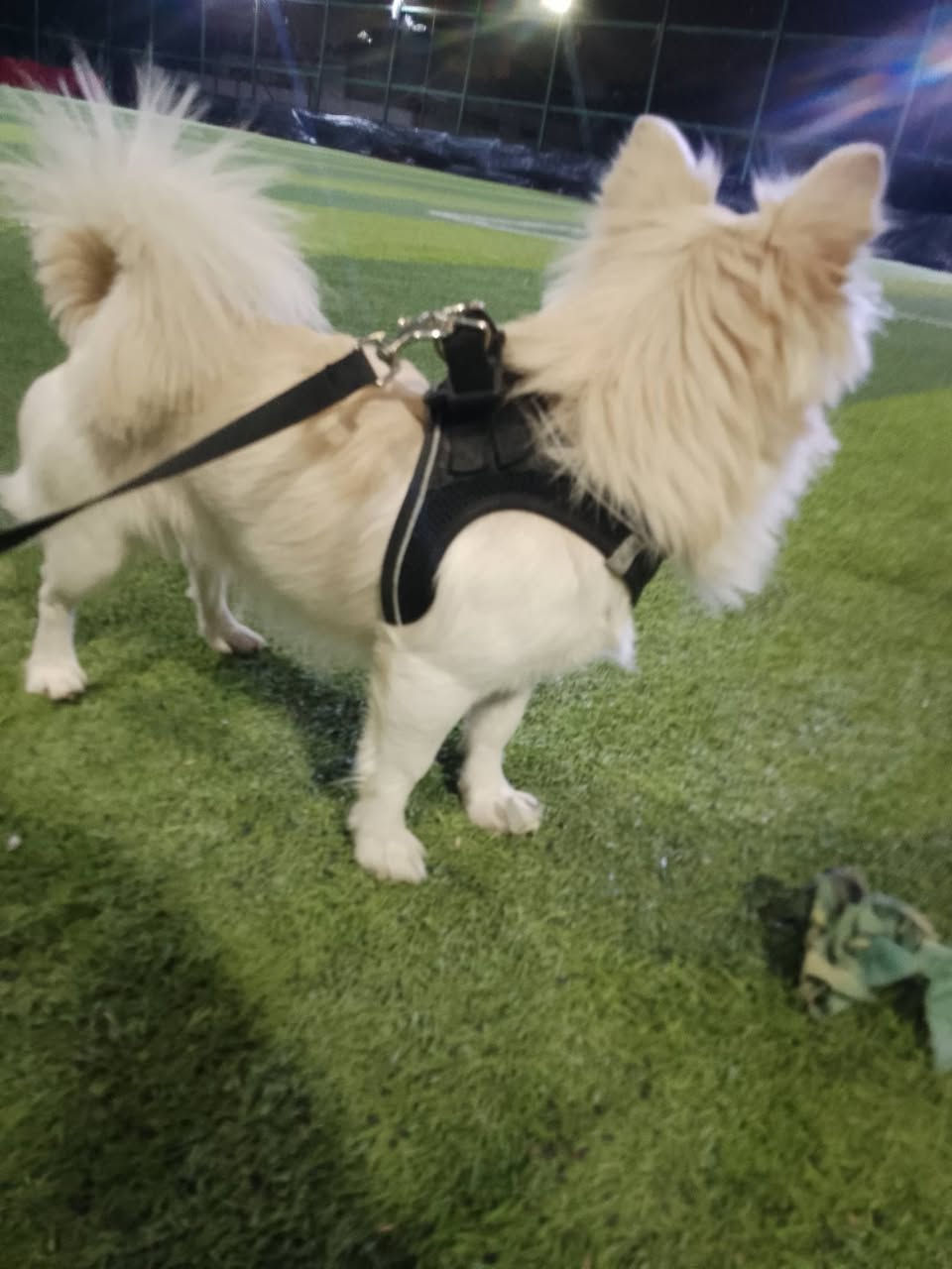 كلب لولو فوكس ضائع الي يلكا اله مكافئه ***********
