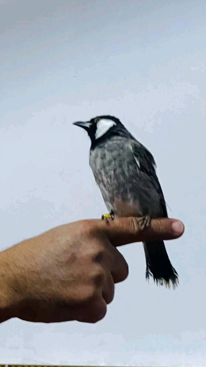 اللهم صلي على محمد وآل محمد

زوج بلابل طيره وفحل الفحل اليف ياكل من ايدك مال محميه ونضافه فول العمر سنه يطلع خارج القفص تغريد طك جناح وبرواز فول بي هواي أصوات
الطيره طور تغريد ونضافه فول انتاج محميه تاكل من اليد تغريد ونضافه فول انتاج محميه

شنو عُمر الطير؟: 
سنه عمرهن اخوات من اب وام واحده
هل الطير مدرَّب على الطيران الحر؟: 
نعم
وين مكانك إذا أراد أحد يجي يشوف الطير؟: 
العنوان النجف الاشرف ابو صخير قرب مرقد السيد حسن المقتدر الشارع الثاني 
هل الطير محتاج إلى أي تطعيمات أو عناية خاصة؟: 
لايحتاج  فقط يحتاج خلطات تستخدم من على الصياد 
شنو سبب البيع؟: 
احتاج الأموال لتوفير خلطات للامهات  كون الخلطات غاليه السعر