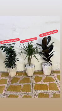 نباتات طبيعية • توصيل كركوك • عروض مستمرة