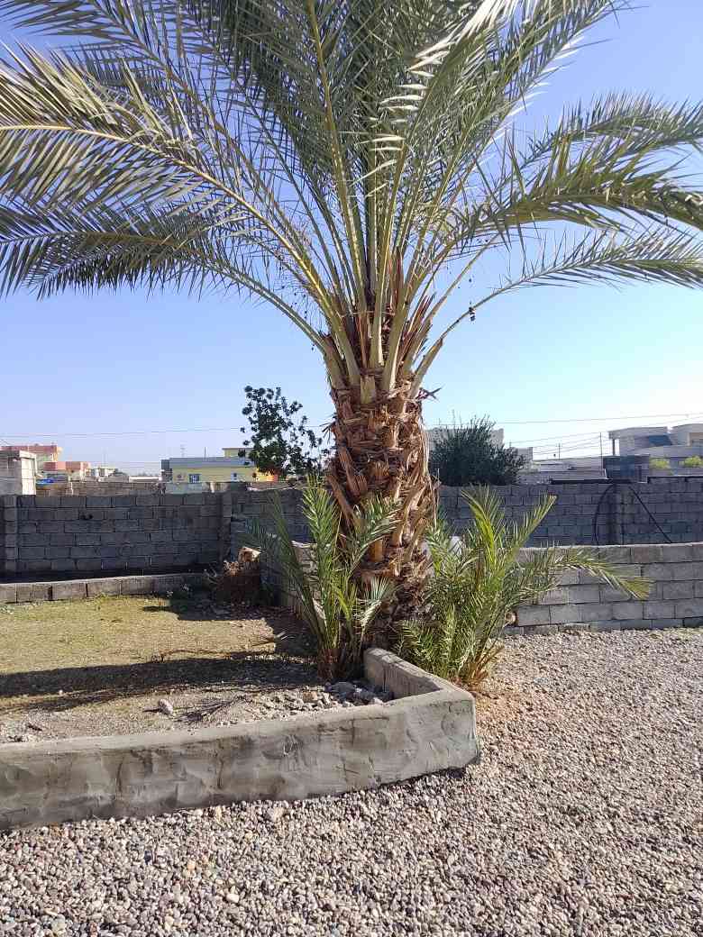 نخله مل تمر للبيع أنثى ***********
