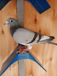 تك طيرة 2024 • مدينة الصدر • ماكو توصيل