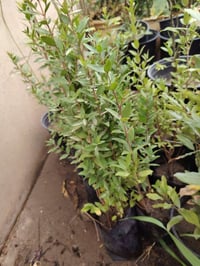 ياس عراقي • الانبار راوه • توصيل