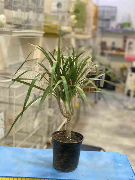 جبنالكم 
تشكيلة
نباتات الظلية وورد الجوري 
زورونا تنورونا 
عنواننا حي التعليم مقابل بوابة مجمع الغزل
***********
