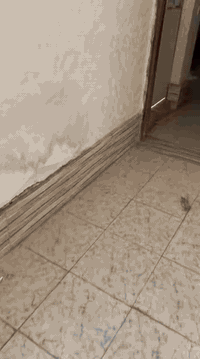 مشتمل ١٠٠م طشاش  حي الميمون شارع مدرسة الازكياء  ينرادله تنظيف لان متروك   يحتوي ع  كراج و صالة ومطبخ داخلي وغرفة وصحيات وفوگ بيتونة ومخزن،للاجار  مطلوب عائلة صغيرة و  يفضل موظف  
اي استفسار الاتصال ع  الرقم ***********
