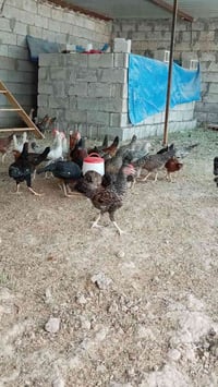 دجاج عرب • فروج • بلدروز
