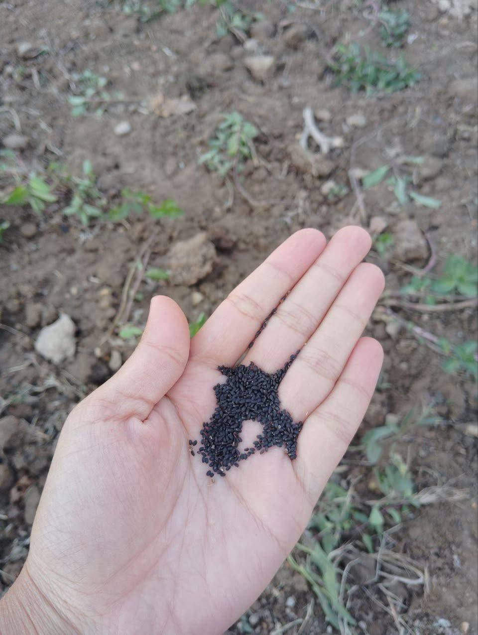 توفر بذور خضرة سعر المغلف الف ونص
يقطين 
قرع 
خيار 
بامية 
بطيخ 
شمام 
فلفل 
رشاد 
كرفس 
فجل 
كراث 
ريحان 
دوار


**إذا كنت صاحب هذا الإعلان وتريد حذفه لأي سبب، رجاءا أرسل رسالة إلى الدعم الفني**