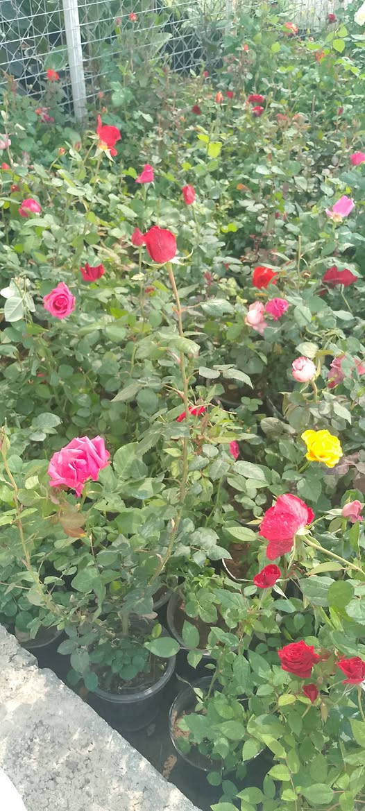 ورد جوري سعر الشتلة ب٣٥٠٠ 
كل ٣شتلات ب١٠٠٠٠
يوجد توصيل لمناطق كركوك


**إذا كنت صاحب هذا الإعلان وتريد حذفه لأي سبب، رجاءا أرسل رسالة إلى الدعم الفني**