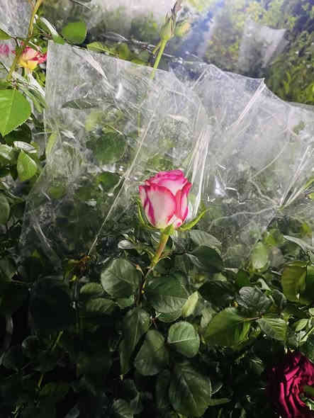 تواصل واتساب ***********
