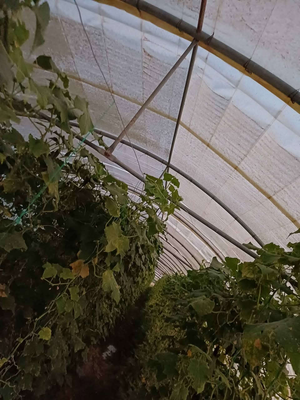 بيوت بلاستيكية للبيع عدد 2
كل بيت 22 قوس  
 المكان الانبار البغدادي 
 كاملات نايلون مال سنة جديد 
البيوت بحالة جيدة 👌.
للاستفسار خاص الرطبة, الأنبار


**إذا كنت صاحب هذا الإعلان وتريد حذفه لأي سبب، رجاءا أرسل رسالة إلى الدعم الفني**