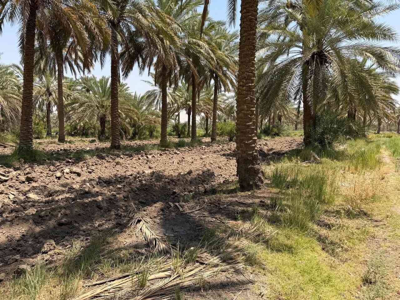 🏕 /للبيع أرض زراعيه مساحة ٢٠ دونم طابو زراعي صرف 

واجهة مايقارب ١٠٠ م

#تحتوي على 5 دور بناء متوسط.
#صالحة للزراعة والاستثمار.
#متوفر جميع الخدمات (ماء، كهرباء، طرق مبلطة).
#تحتوي على نخيل متنوع
#فرصة مناسبة للسكن أو المشاريع الزراعية والاستثمارية

🌎 الموقع / بابل خلف جامعة المستقبل الاهليه 

للأستفسار أكثر مراجعة مكتب 
عقارات أراضي بابل الخضراء للمقاولات العامه والتصاميم الهندسية 
شارع ٦٠ .. عمود ٣٠٠ .. مقابل أستدارة علي بقلي 
الشيخ حازم 
وسام محمد 
أبو حيدر / ***********
