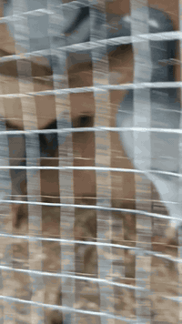 بغداد حي اور • ٤ قطع • فحل واحد