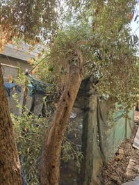 ورحمة الله اذا عندك شجره زيتون فحل ماتحمل خابرنة احنهة نشلعها اي شجرة ...