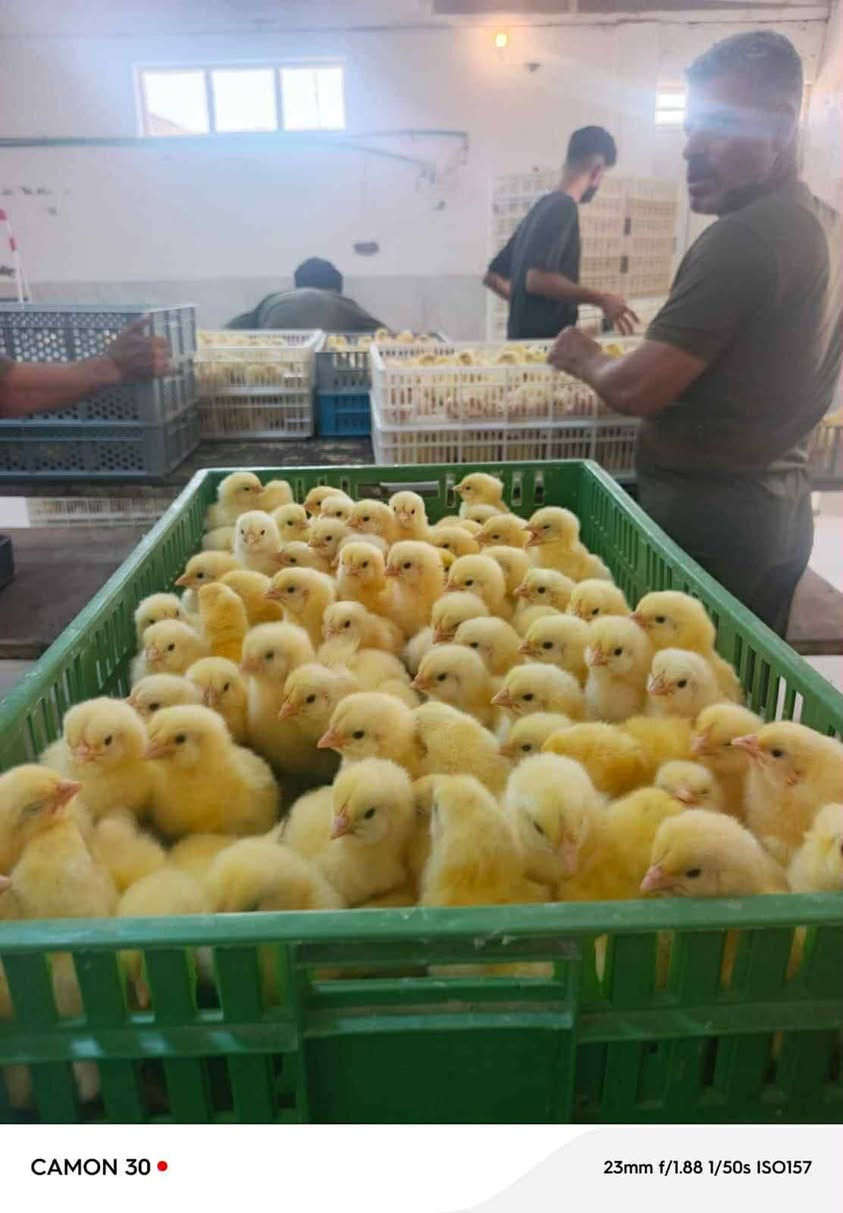 السلام عليكم
اعلان هام
الى جميع الاخوه المربين
المصداقيه والثقه قبل كل شيئ
يعلن مكتب الرحمن عن تواجد افراخ على مدار الشهر
وبأسعار مرضيه طير درجه اولى
تركي_سعودي_بلجيكي_اردني
للحجز والاستفسار
***********
***********
الموقع بغداد السنك
(خير التجربه البرهان)
