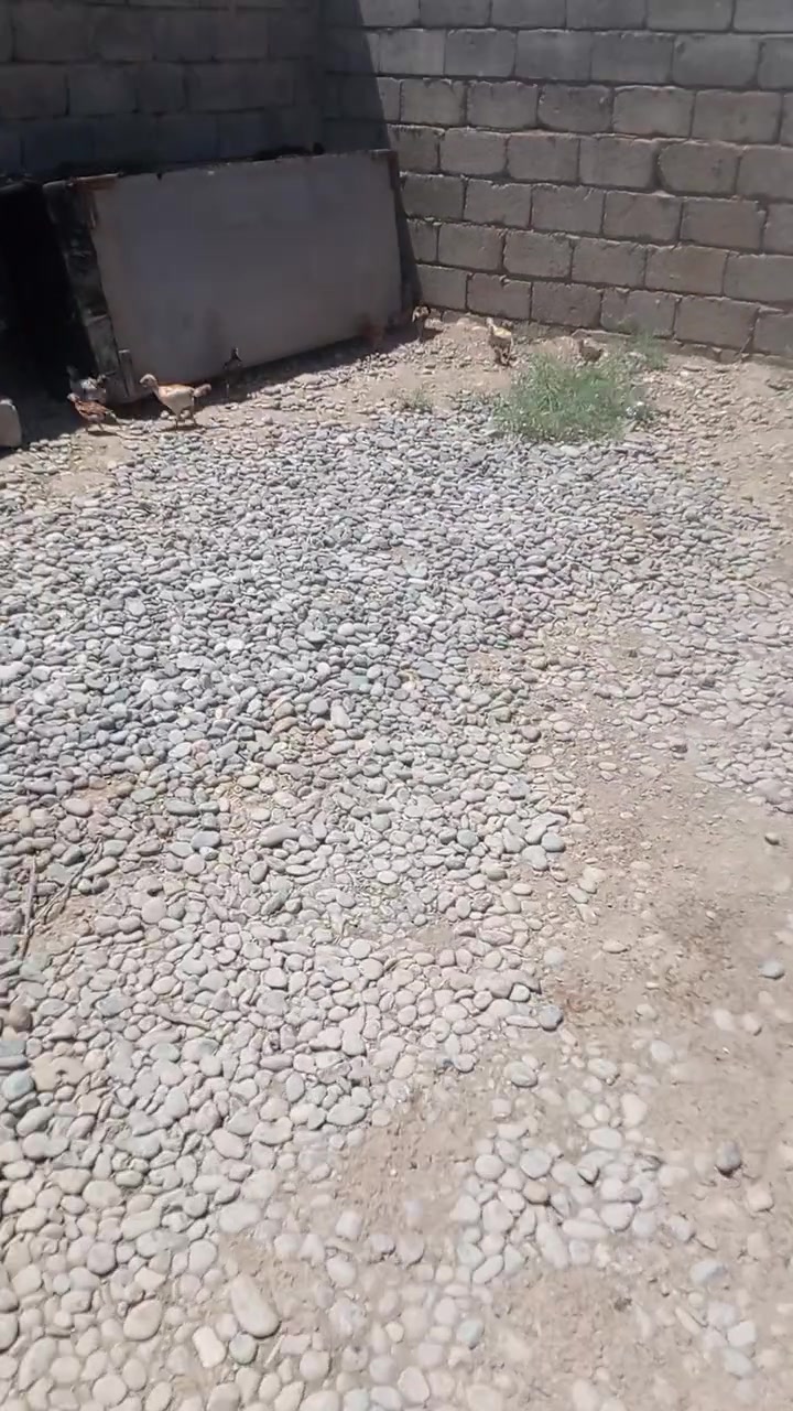 السلام عليكم صواصي عرب للبيع هذا الرقم ***********

