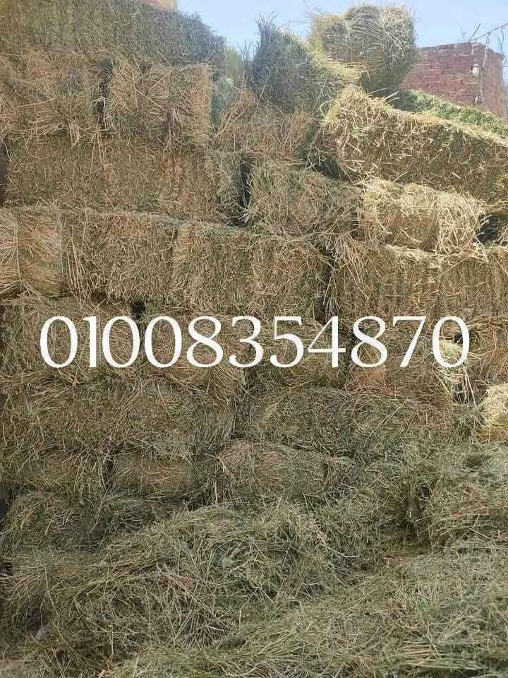 01006744963السلام عليكم ورحمة الله وبركاتة
مبدئيآ مفيش دفع عربون غير لما الشغل يوصلك 01006744963
يوجد بفضل الله أجود انواع الدريس الحجازي ☘️ بجوده عاليه وتنفيز فوري نسبة بروتين عليه 🍀من 18ل 22٪ مجفف تماما  خالي من الحشائش والاتربة  ويوجد ايضآ برسيم حجازي اخضر بلطن ويوجد برسيم بلدي بلقيراط 
للتواصل واتساب او تليفون 
01008354870


**إذا كنت صاحب هذا الإعلان وتريد حذفه لأي سبب، رجاءا أرسل رسالة إلى الدعم الفني**