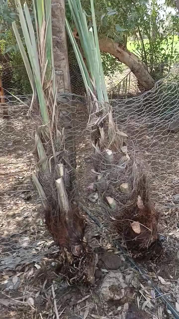 سلام عليكم عندي فسلان العدد 2 بربن  اليريدهن يتصل ***********
