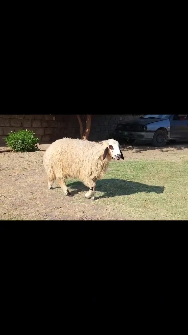 درجه بكمه خشنه وحالها فول 
مكفوله من كل عيب 
مكاني شرقاط قريه شكراً 
***********
