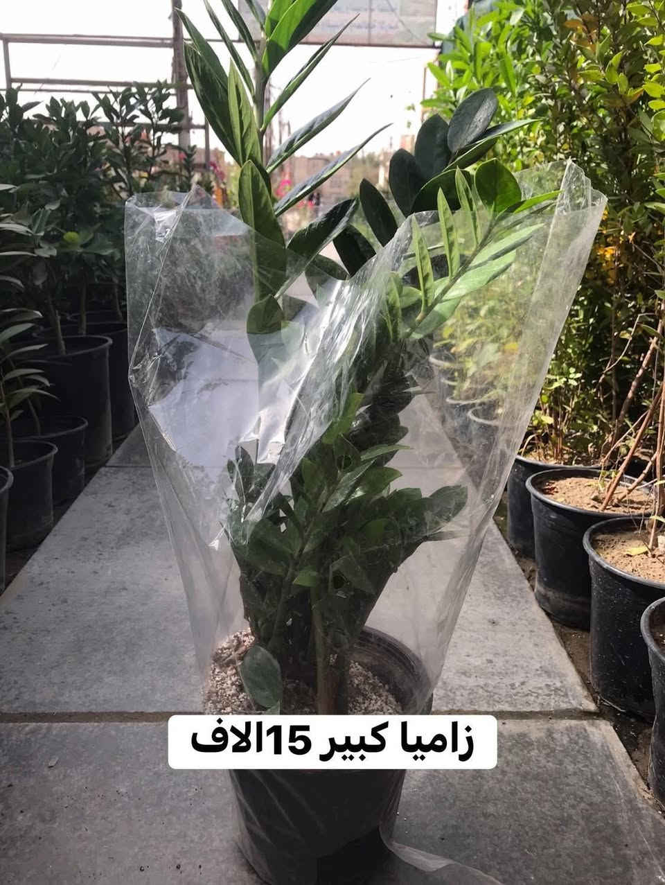 ((((((عرض خاص بمناسبة شهر رمضان ))))))))) المبارك تجدونه في مشتل زهور الحاج يونس الطائي الامين الثانية النواب الضباط تقاطع الزهور مجاور عادل الخطاط


**إذا كنت صاحب هذا الإعلان وتريد حذفه لأي سبب، رجاءا أرسل رسالة إلى الدعم الفني**