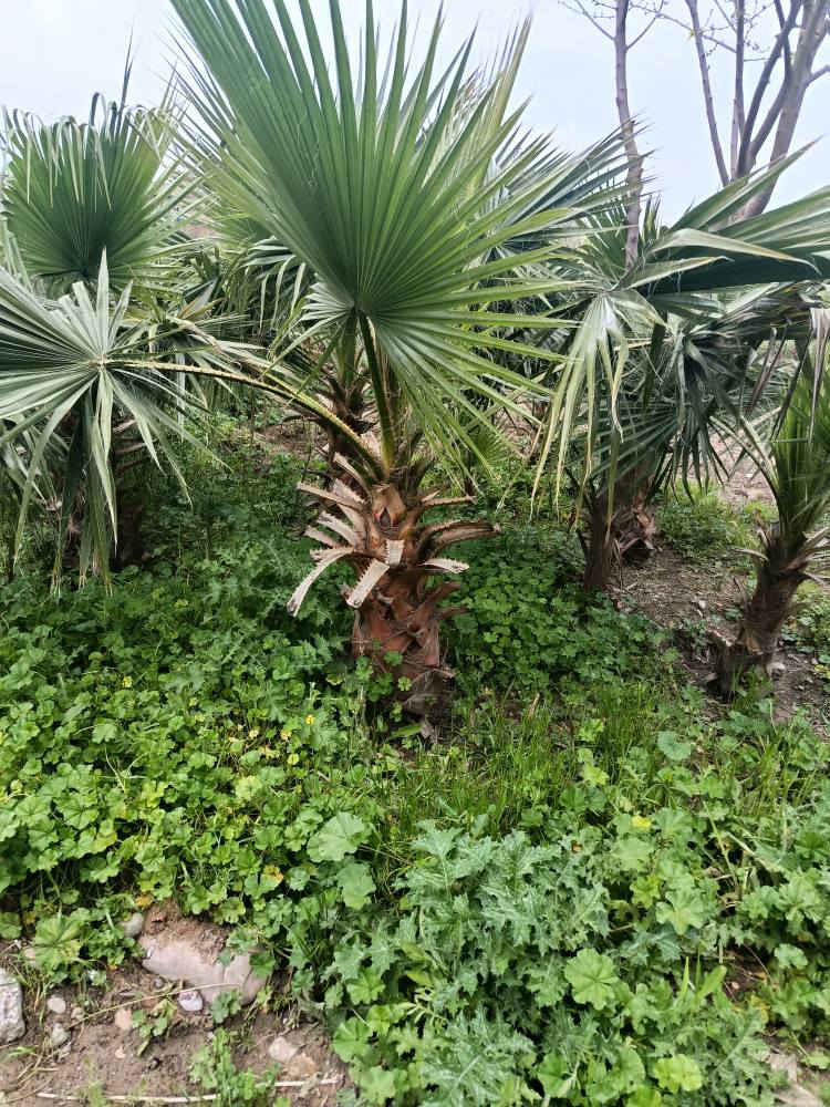 ‎دارى واشنتؤنيا بةردةستة‎ اكر, نينوى


**إذا كنت صاحب هذا الإعلان وتريد حذفه لأي سبب، رجاءا أرسل رسالة إلى الدعم الفني**