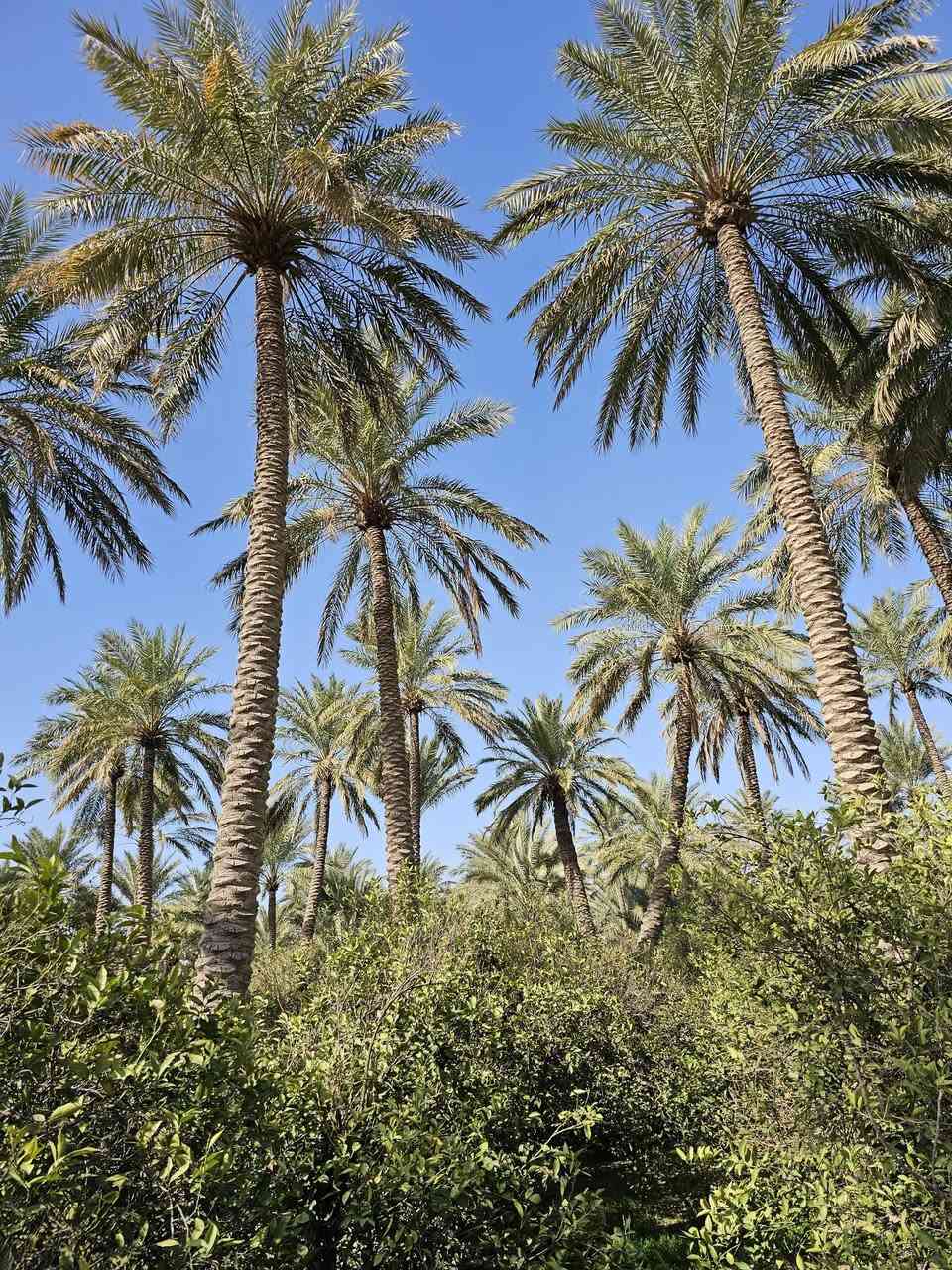 سلام عليكم برتغال ونخيل طابو صرف 3ونص دونم  يوجد ماطور ماء بير   محافظة اديالى ناحية المنصورية  و مع  بيت مشتمل الاستفسار علا الرقم ***********
