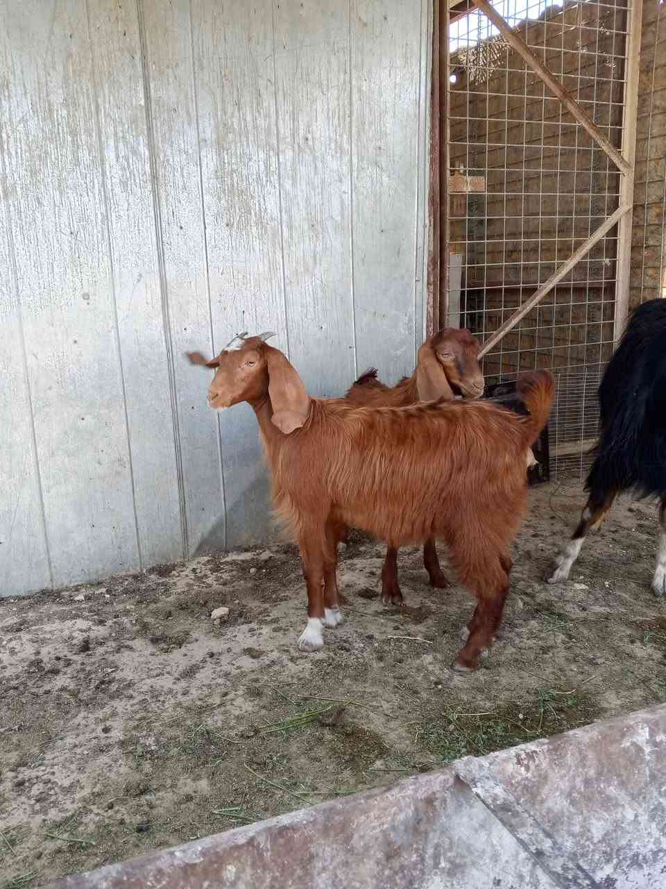سلام عليكم للبيع جدي وصخلا سعر خاص***********
