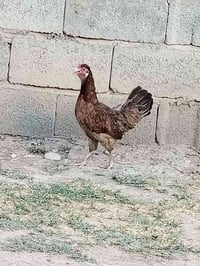 دجاجه عربيه • دجاجه كويتيه • دجاج كحلي • دجاج للبيع • دواجن • طيور للب...