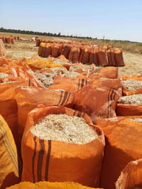 نساء • تبن • داخل شهربان