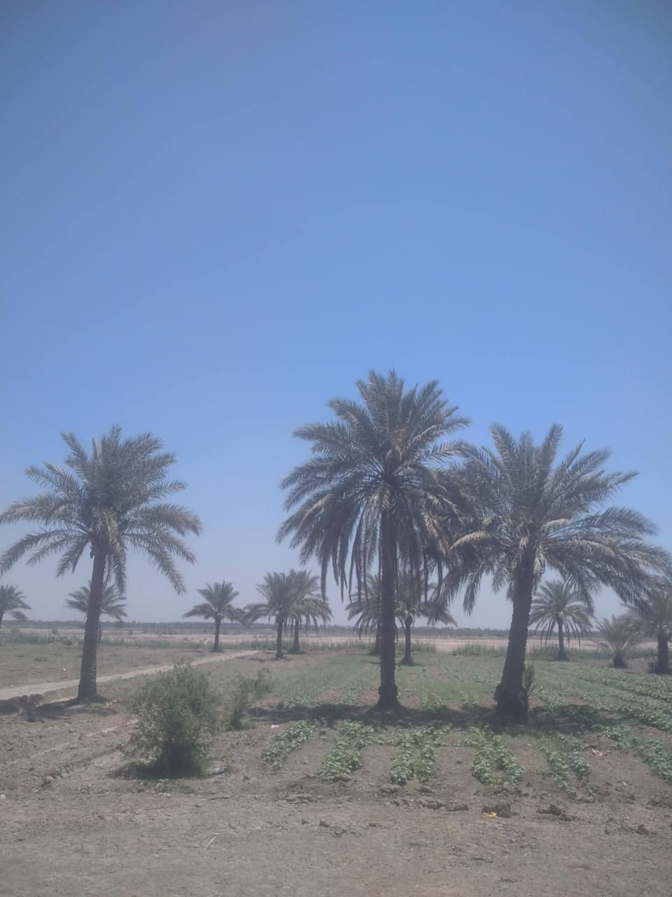 بيت للبيع ٢٠٠ متر مع قطعة أرض ٩ دوانم تحتوي قطعة الأرض على١٢٠ نخله عقد ٣٥ في بابل منطقة ابو كصيب قرب ملعب بابل الدولي للإستفسار اتصل على الرقم ***********
