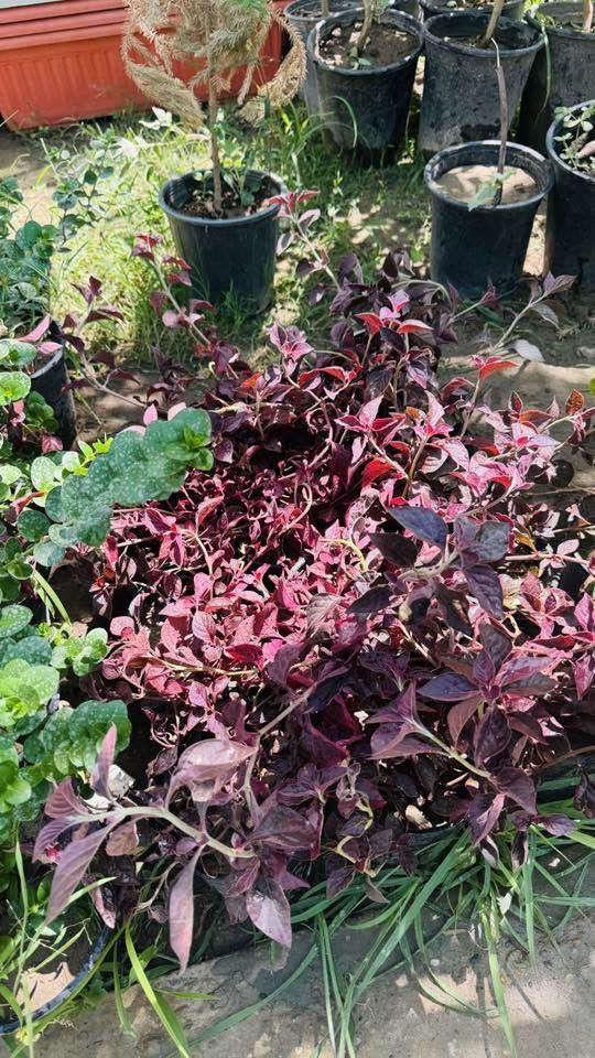 جمعه مباركه 🌺🌺💐
مسواك جديد بفضل الله 🌼❤️‍🔥
ورد صباح جميع نواع ورد جوري توفراً

عصى موسى رتفاع متر وجميع نواع دوارق ❤️‍🔥😍

كل ماتحتاجه الحديقه من الشجار توفرت 

لاستفسار ***********

او مرسلت الصفحه
خدمه توصيل توفرت 🚗🚗
