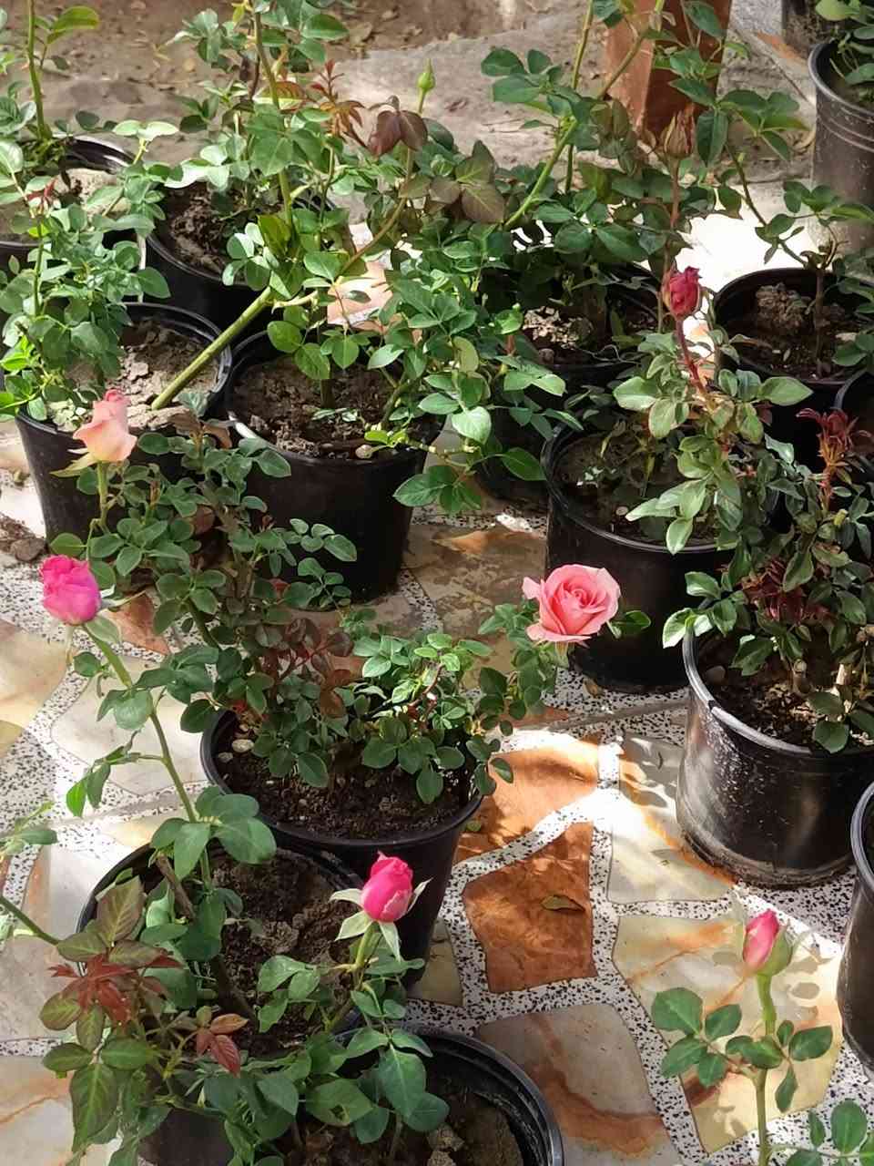 ورد عراقي سلطاني عطري ٢٥٠٠ 
الوان سعر ٢٠٠٠ 
توصيل موجود


**إذا كنت صاحب هذا الإعلان وتريد حذفه لأي سبب، رجاءا أرسل رسالة إلى الدعم الفني**