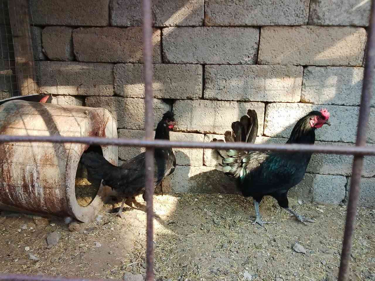 السلام عليكم 
زوج دجاج للبيع
السعر على الخاص


**إذا كنت صاحب هذا الإعلان وتريد حذفه لأي سبب، رجاءا أرسل رسالة إلى الدعم الفني**
