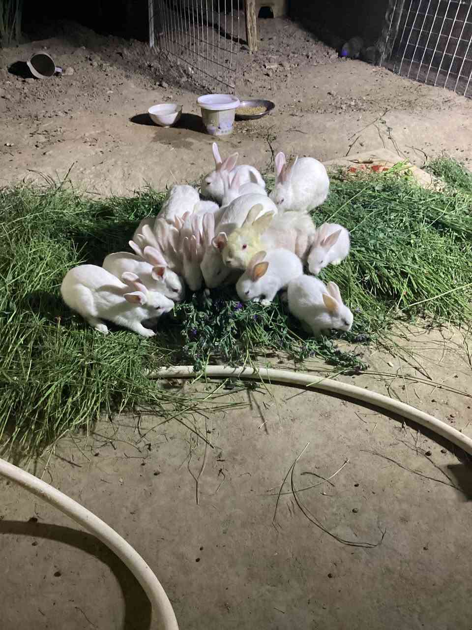السلام عليكم
أرانب فرنسية للبيع 

ذكوره عدد 2 عمارهن 6اشهر .10.000

نثاية وذكوره 3عمرهن 4اشهر .15000

صغار العدد 6 كلهن ب 10.000
تواصل خاص فقط ،مكان الرمانه


**إذا كنت صاحب هذا الإعلان وتريد حذفه لأي سبب، رجاءا أرسل رسالة إلى الدعم الفني**