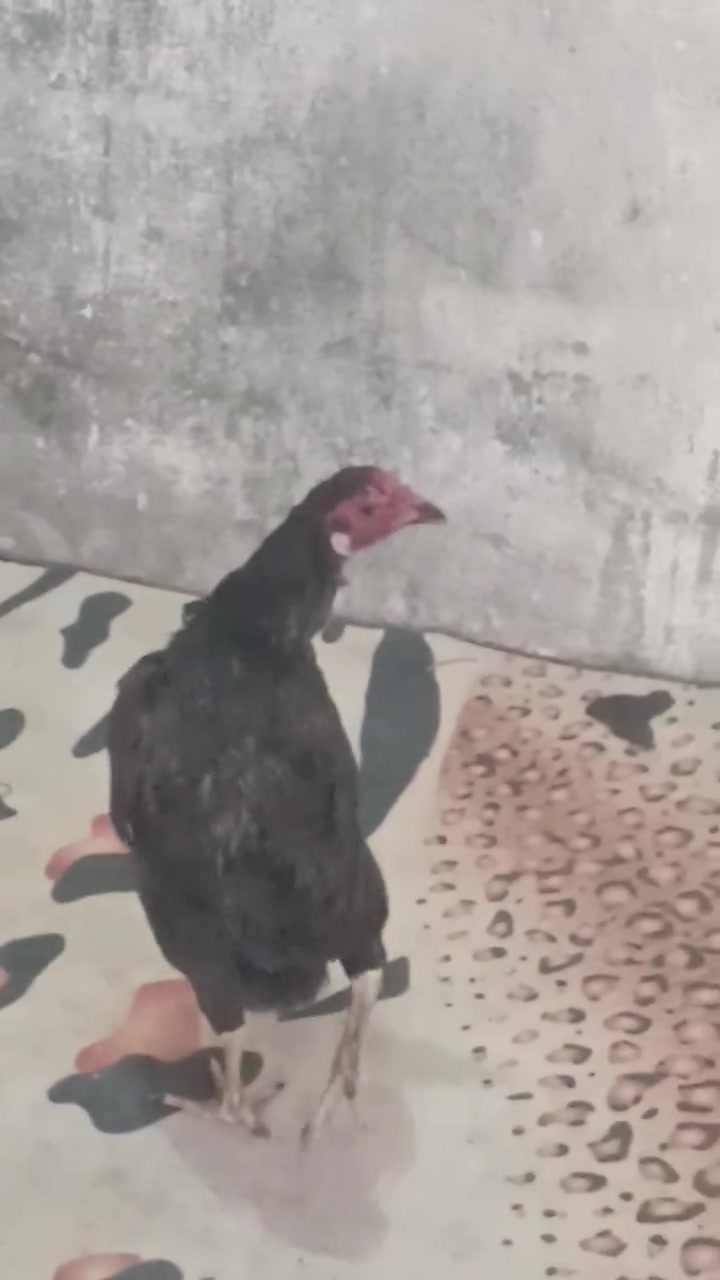 دجاجة للبيع بصرة كرمت علي


**إذا كنت صاحب هذا الإعلان وتريد حذفه لأي سبب، رجاءا أرسل رسالة إلى الدعم الفني**