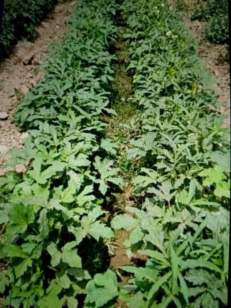 يوجد لدينا بذور بانيا  العبير ستندر شركه نتاجيه خير من الله تحمل حراره الصيف جدن عاليا *********** *********** وخيار طرحي سباني
