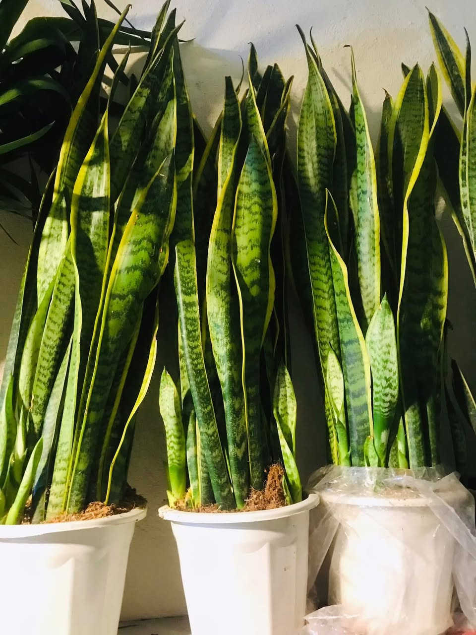 السلام عليكم وصول وجبة جديدة من . والظليات الهولندية الى مشتل زهور الحاج يونس الامين الثانية شارع النواب الضباط تقاطع الزهور مجاور عادل الخطاط


**إذا كنت صاحب هذا الإعلان وتريد حذفه لأي سبب، رجاءا أرسل رسالة إلى الدعم الفني**