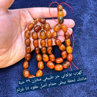 فقاسة كهربائية • بيض حمام • بولوني