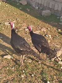 ديوكه عرب اصلي • نضيف • موصل قرب سوق المعاش