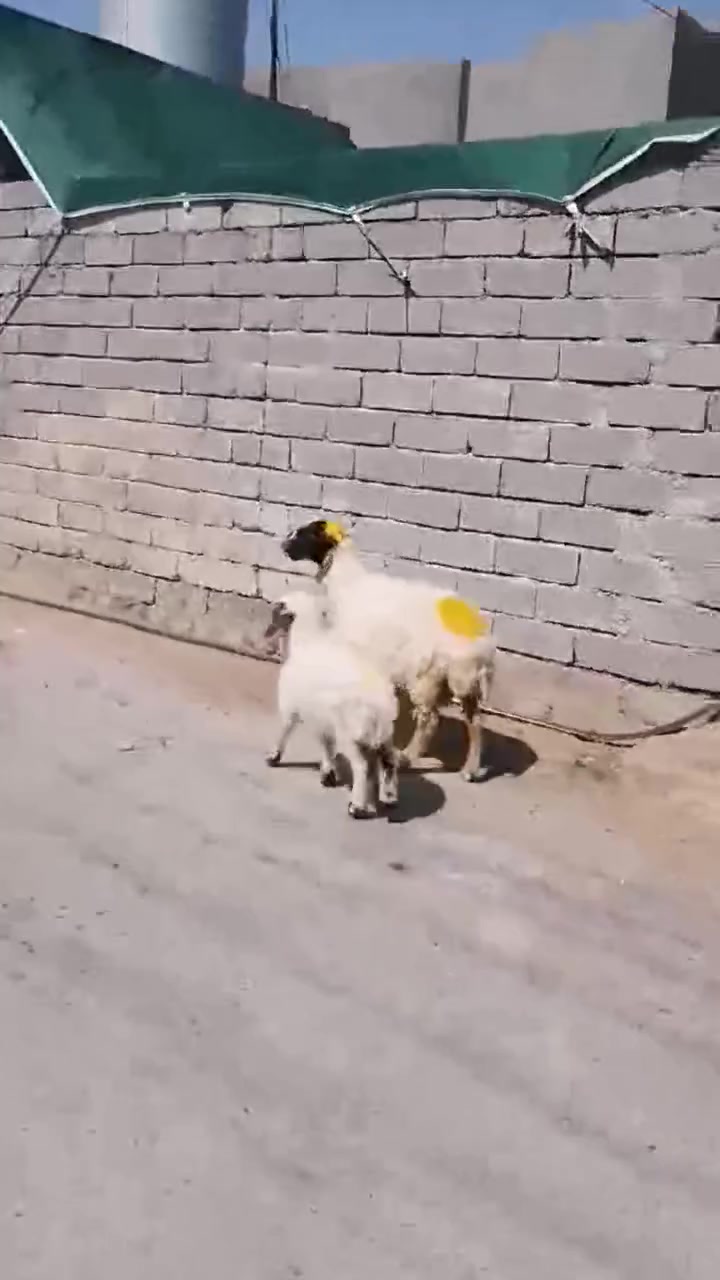 يوجد نعجه ورجينه مطفل وراها فطيمه وحانيه فوك بنته شرط النصاحه العنوان بيجي الرقم الهاتف ***********زين
