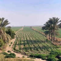 ١٠ دونم • طابو زراعي • الدير الأوسط