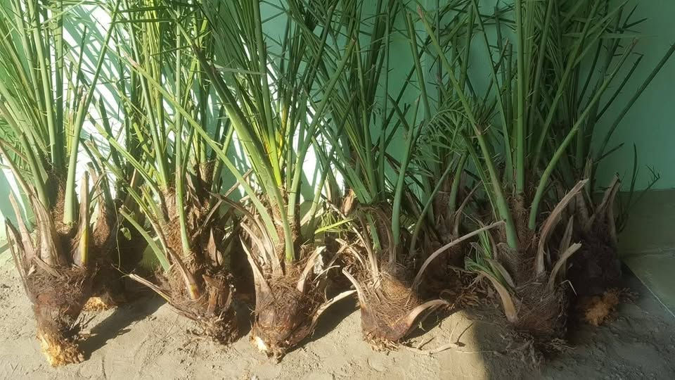 إسلام عليكم الى عشاق النخيل البرحي 🌴بفضل لله توفر الدينا ((النخيل البرحي الحر))والنخيل البرحي النسيجي ب انسب السعار او أسعار خيالية مع توصل كافة أنحاء كربلاء المقدسة مع ضمانات الي يرتاحلها الفلاح 
الرقم اوالستفسار ***********وتساب

