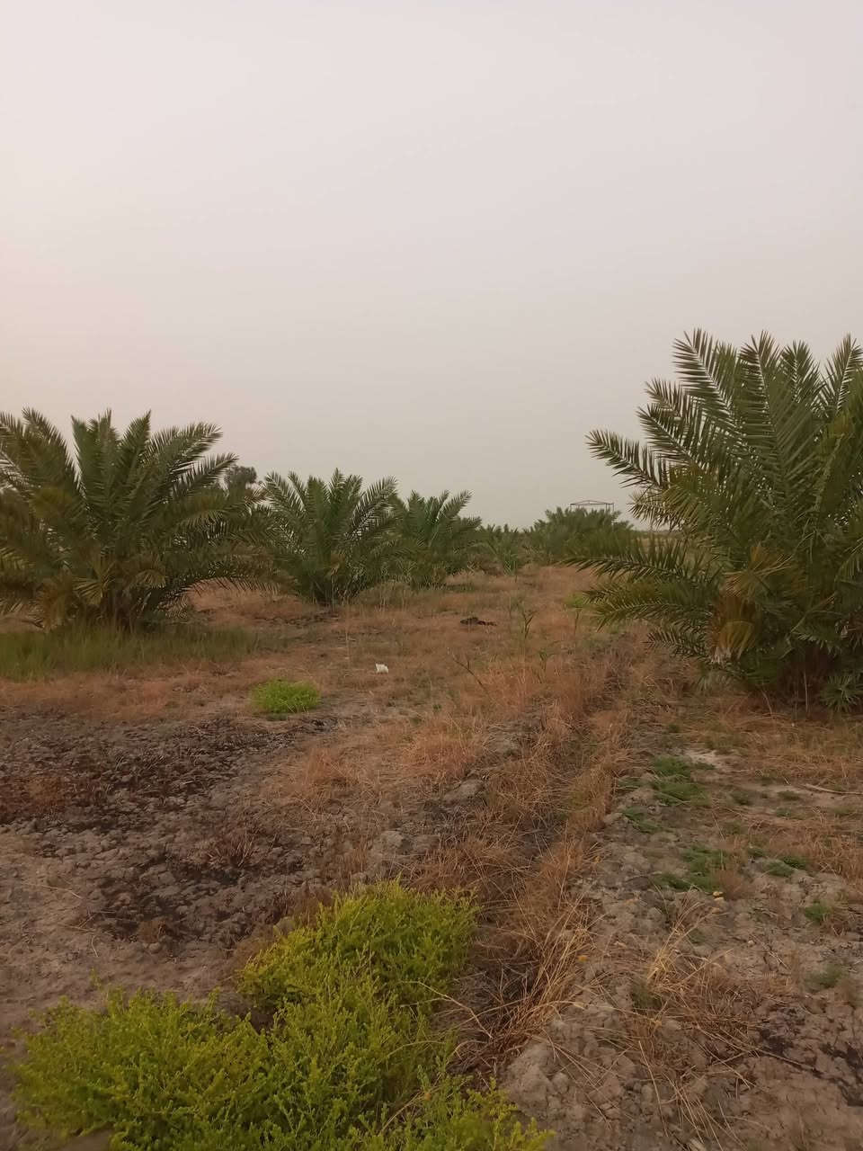 السلام عليكم ٢ دونم للبيع بي ٤٠ نخله حماله نهر سقي ماطور كاز جديد مسيج دنك صب .منطقت ال الوشاح قريب على حي العسكري خلف السكه أتريد  دونم عادي ابيع.سعر الدونم ٢٥.بي مجال قليل....***********) ***********
