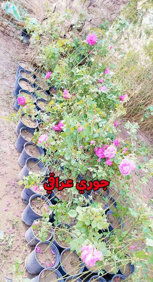 اهلآ وسهلآ بكم في مشتل وحدائق الرحمن 
العنوان كورنيش الديوانية مقابل هايبر توفير
مستعدين لتجهيز وزراعة الحدائق المنزلية 
للحجز والاستفسار مراسلة الصفحة


**إذا كنت صاحب هذا الإعلان وتريد حذفه لأي سبب، رجاءا أرسل رسالة إلى الدعم الفني**